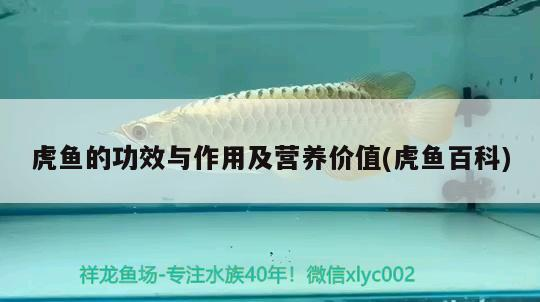虎魚的功效與作用及營養價值(虎魚百科)