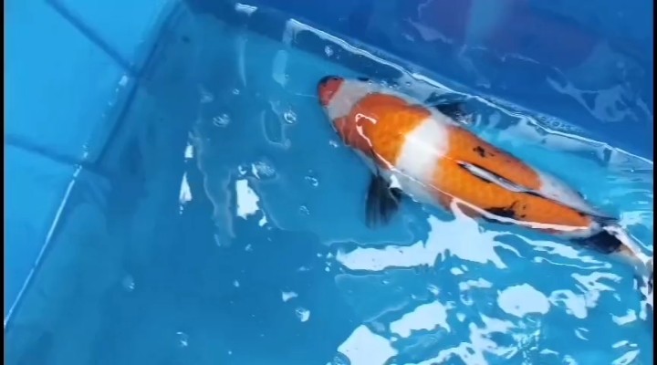 補昭和視頻 補昭和視頻 龍魚論壇