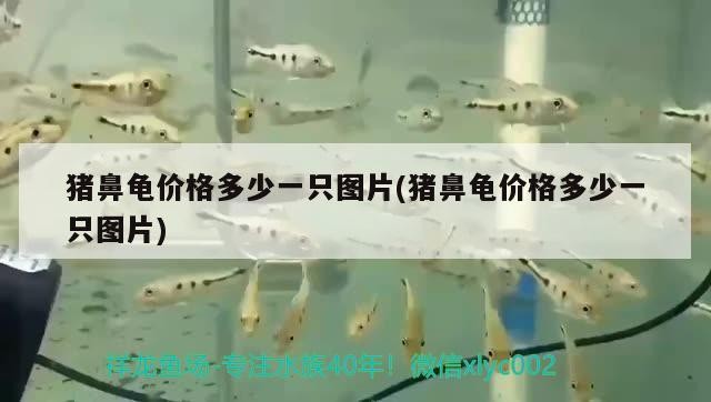 豬鼻龜價格多少一只圖片(豬鼻龜價格多少一只圖片)