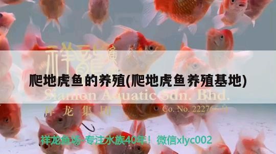 爬地虎魚的養殖(爬地虎魚養殖基地) 爬地虎魚的養殖(爬地虎魚養殖基地) 虎魚百科