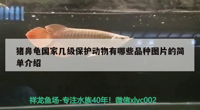 豬鼻龜國家幾級保護動物有哪些品種圖片的簡單介紹