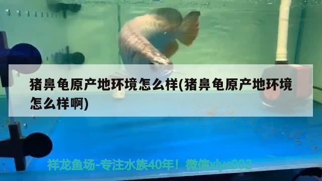 龍魚胡須修剪后多久能重新生長，龍魚胡須修剪后多久能重新生長龍魚胡須護理指南 龍魚胡須修剪后多久能重新生長，龍魚胡須修剪后多久能重新生長龍魚胡須護理指南 龍魚百科 第1張