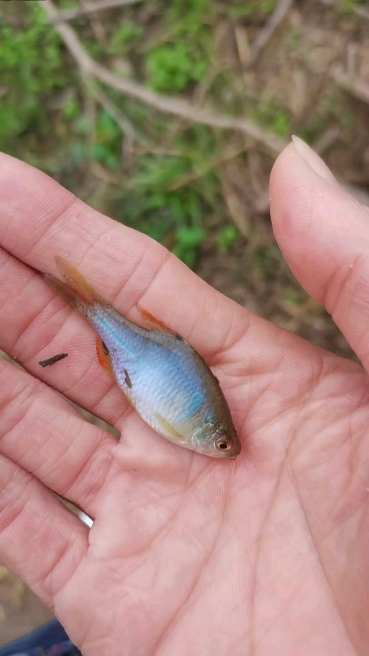 野采彩石鳑鲏