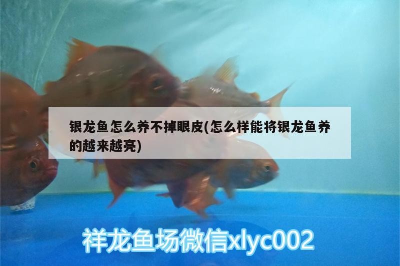 銀龍魚(yú)怎么養(yǎng)不掉眼皮(怎么樣能將銀龍魚(yú)養(yǎng)的越來(lái)越亮)