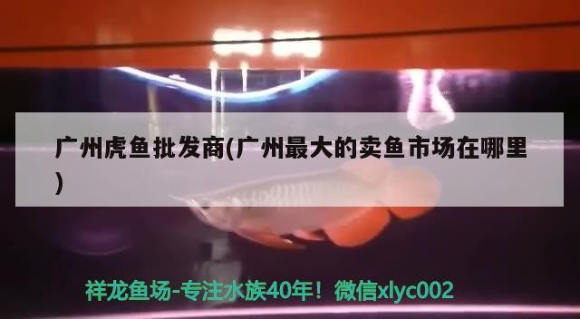 廣州虎魚批發商(廣州最大的賣魚市場在哪里)