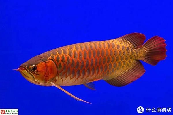 紅龍魚幾個月開始發色了：紅龍魚發色過程中應注意哪些問題紅龍魚發色受哪些因素影響