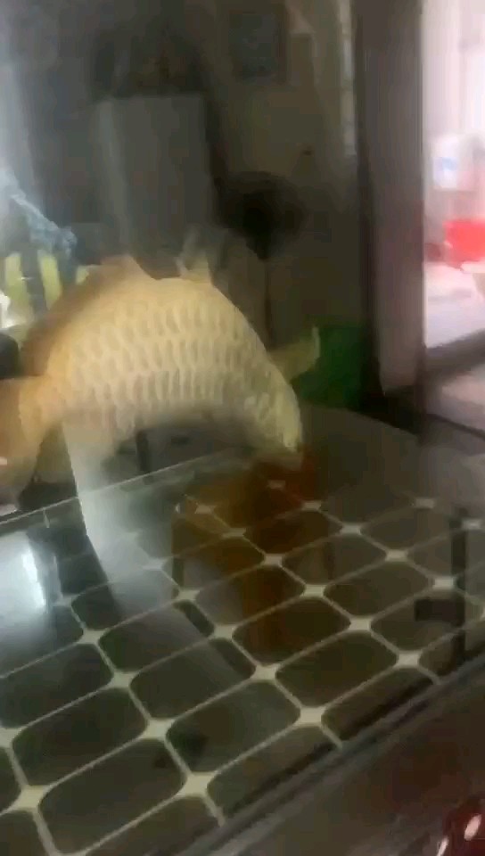 終究還是玩完了！