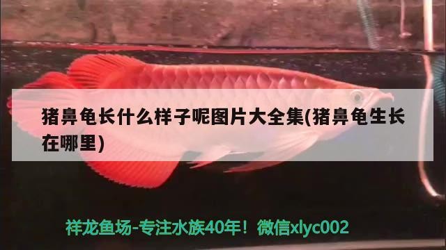 雪龍魚的人工繁殖難度如何，雪龍魚人工繁殖難度如何？