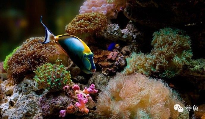 成品魚缸怎樣改造好看：成品魚缸改造之主題設計