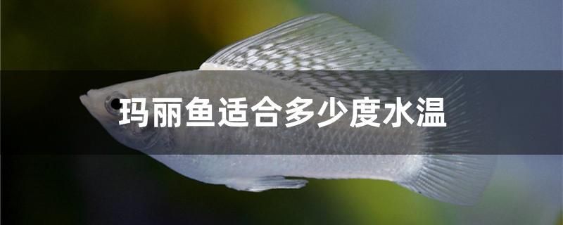 巴雷特金龍魚多少錢（cf手游除了cop有什么好副武器）