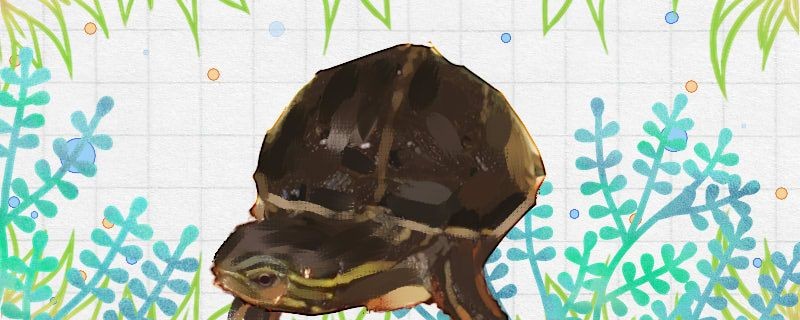 巴雷特金龍魚多少錢（cf手游除了cop有什么好副武器）