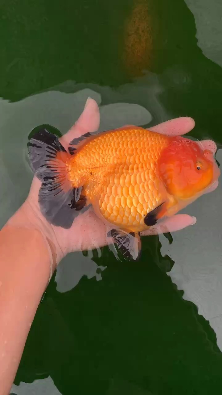 手榴彈短尾獅