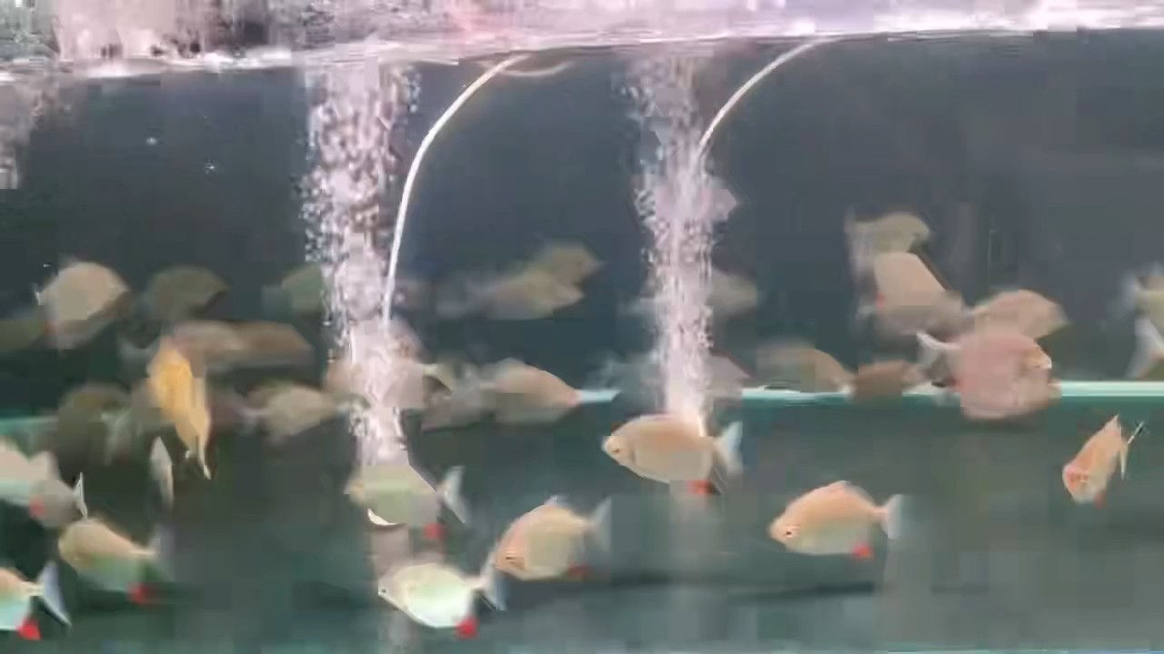 委內瑞拉紅勾丁