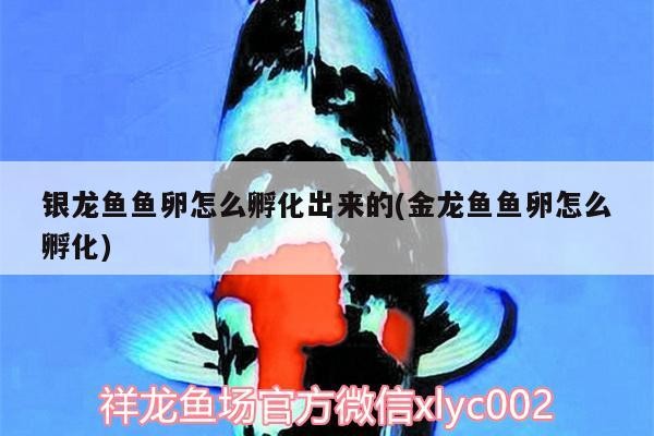 銀龍魚(yú)魚(yú)卵怎么孵化出來(lái)的(金龍魚(yú)魚(yú)卵怎么孵化) 銀龍魚(yú)魚(yú)卵怎么孵化出來(lái)的(金龍魚(yú)魚(yú)卵怎么孵化) 銀龍魚(yú)百科