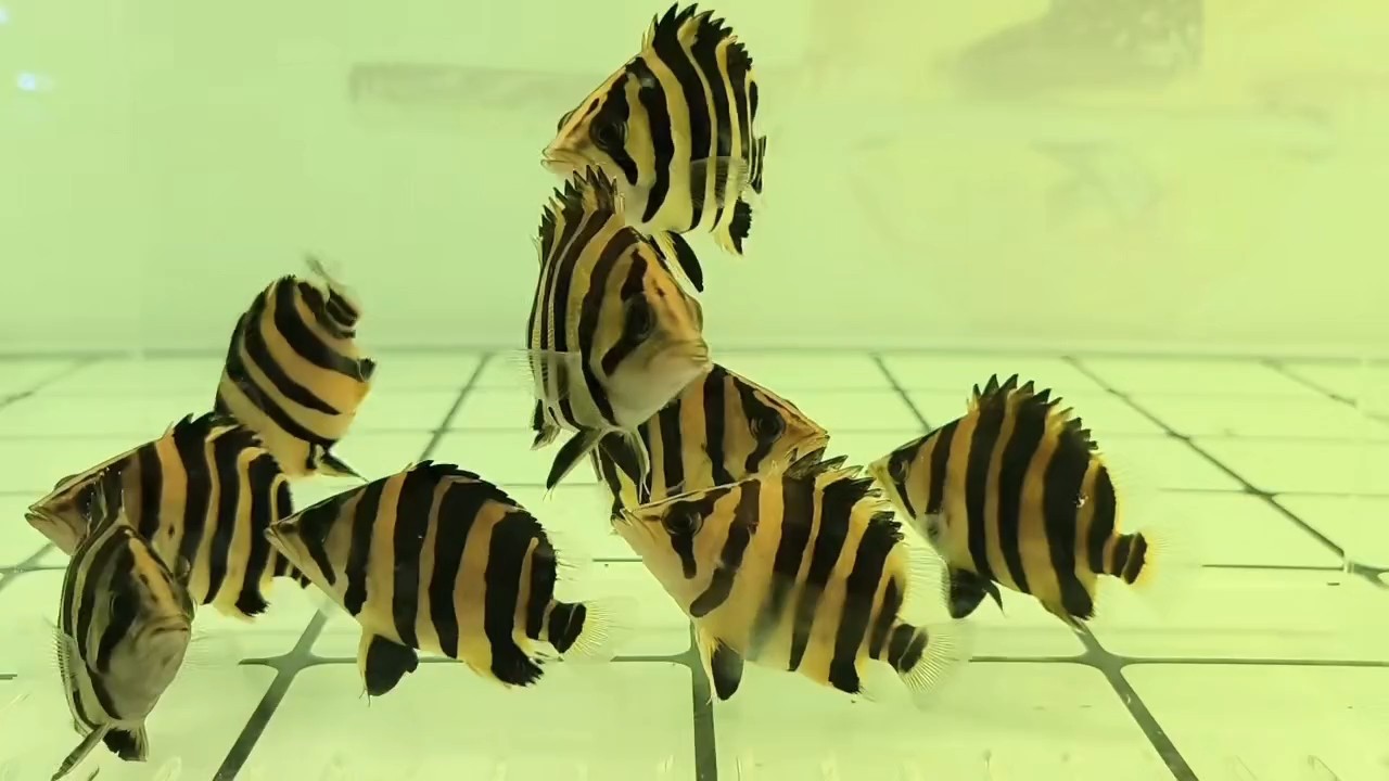 7-8公分粗紋包肚短身球虎，打包便宜[勾引]