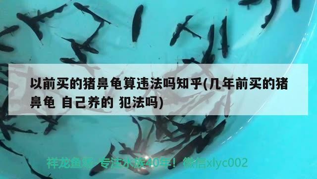 以前買的豬鼻龜算違法嗎知乎(幾年前買的豬鼻龜自己養的犯法嗎)