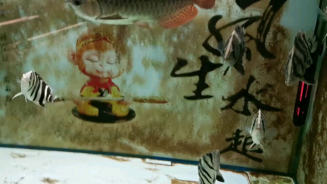 接著講 接著講 龍魚論壇