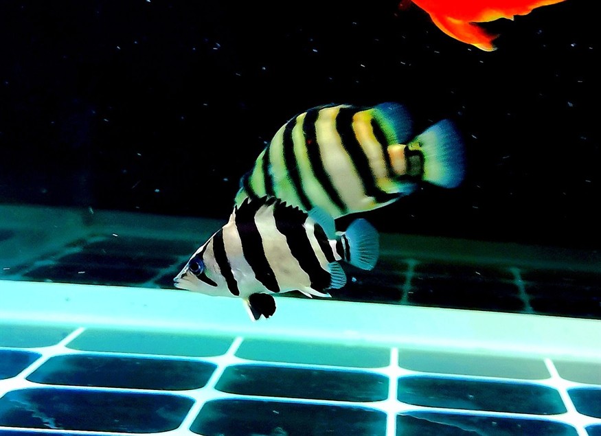 最近迷戀虎魚