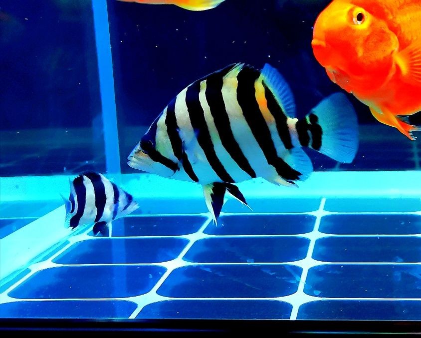 最近迷戀虎魚