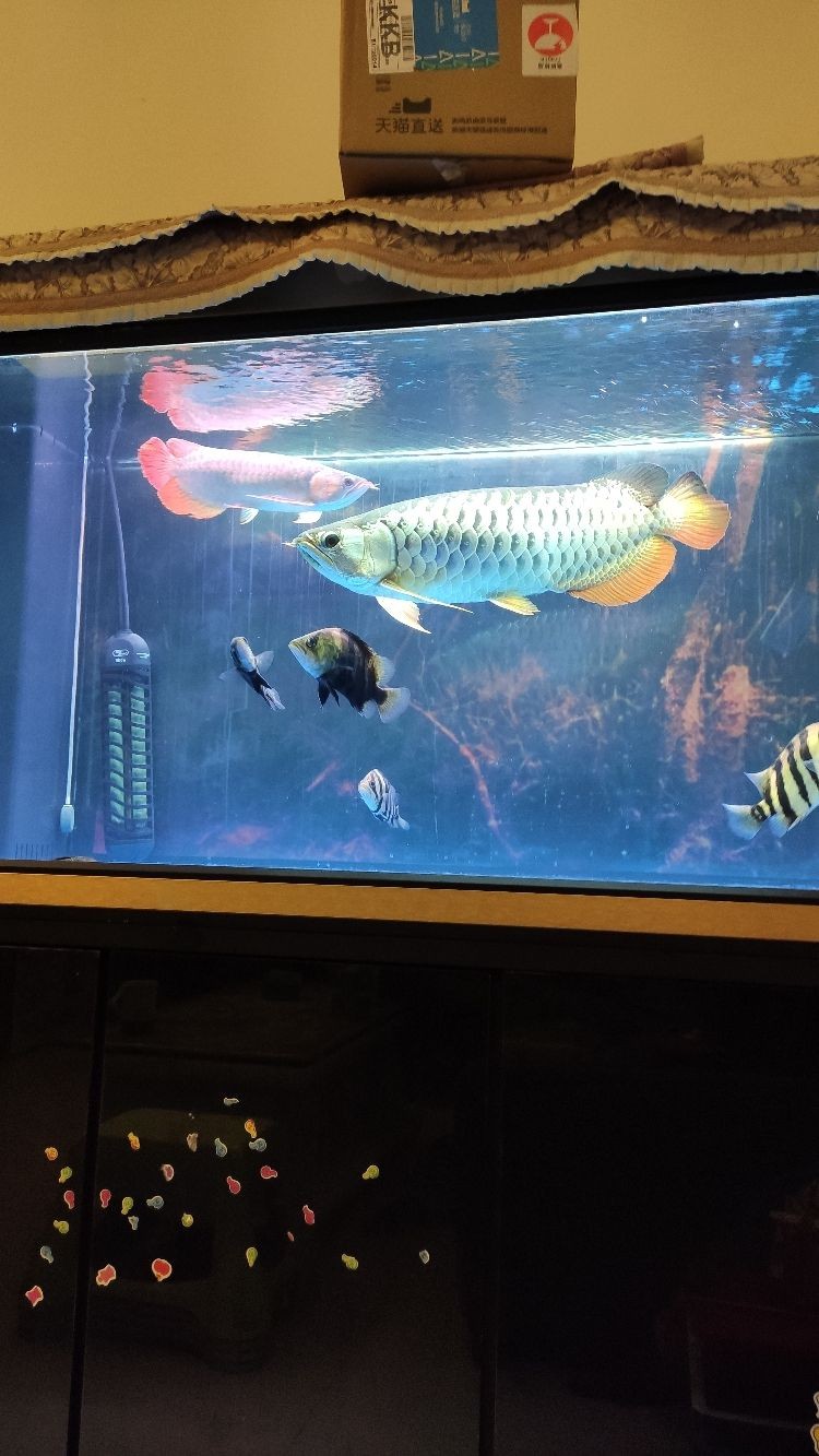 大把魚食
