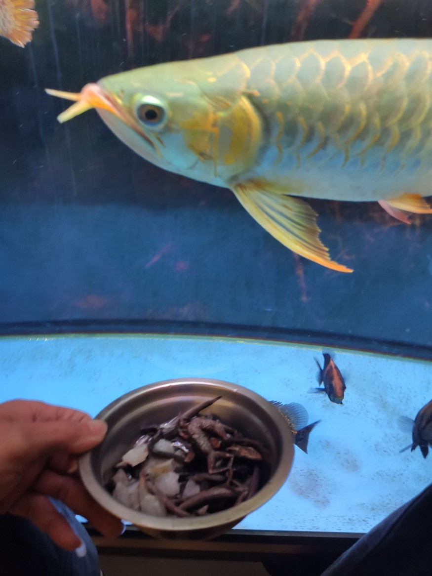 大把魚食
