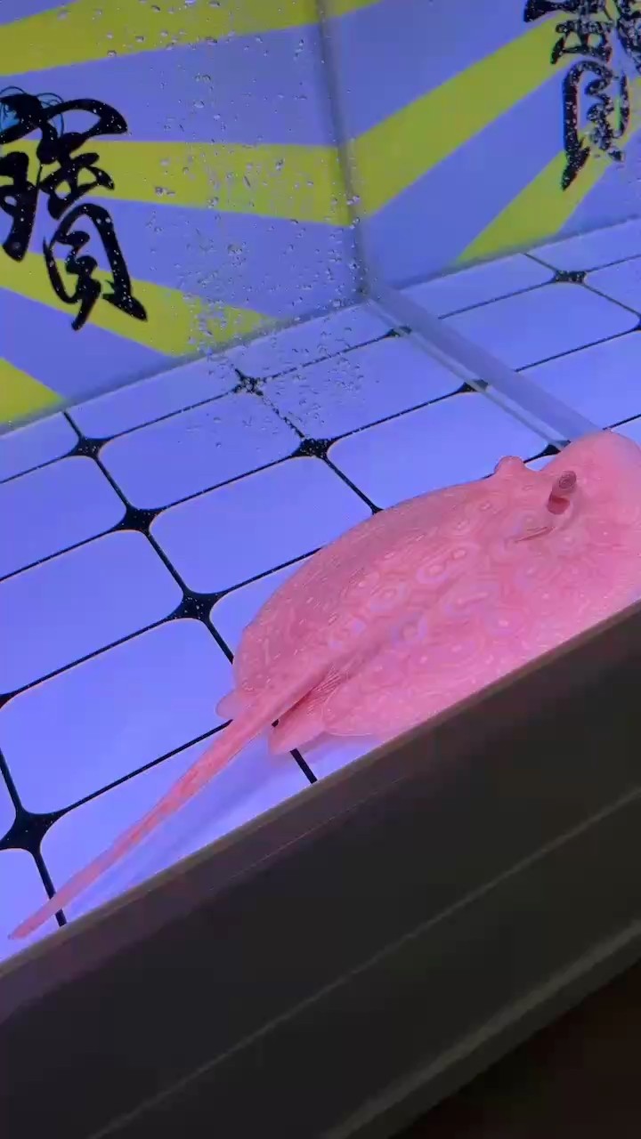 來看看三個月的血統(tǒng)魚