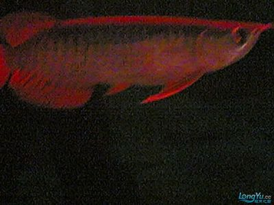 紅龍魚吃飼料會脫肛嗎怎么治 紅龍魚吃飼料會脫肛嗎怎么治 龍魚百科 第1張