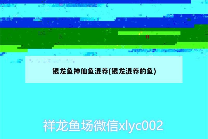 銀龍魚神仙魚混養(銀龍混養的魚)