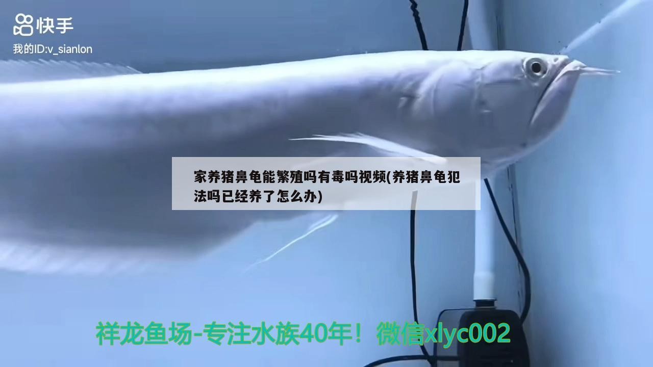 家養豬鼻龜能繁殖嗎有毒嗎視頻(養豬鼻龜犯法嗎已經養了怎么辦)