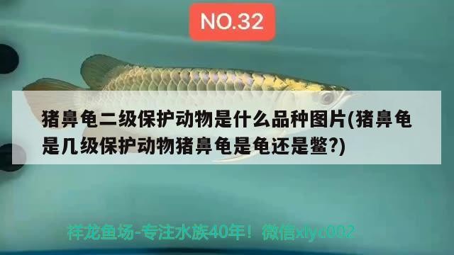 豬鼻龜二級保護動物是什么品種圖片(豬鼻龜是幾級保護動物豬鼻龜是龜還是鱉?)