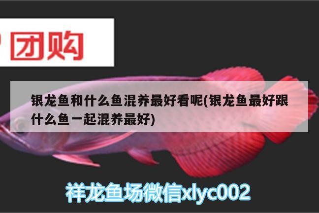 銀龍魚和什么魚混養最好看呢(銀龍魚最好跟什么魚一起混養最好)
