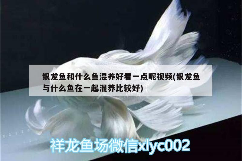 銀龍魚和什么魚混養好看一點呢視頻(銀龍魚與什么魚在一起混養比較好) 銀龍魚和什么魚混養好看一點呢視頻(銀龍魚與什么魚在一起混養比較好) 銀龍魚百科