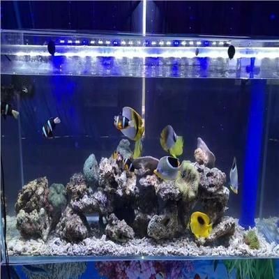搬個(gè)魚缸多少錢一天：搬個(gè)魚缸的費(fèi)用主要取決于魚缸的大小、搬家公司提供的服務(wù)以及是否有特殊要求