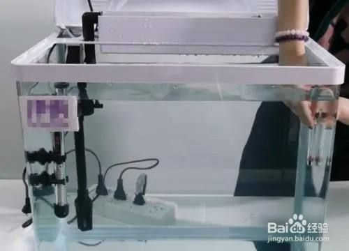 大魚缸怎么消毒開缸：大魚缸消毒開缸方法