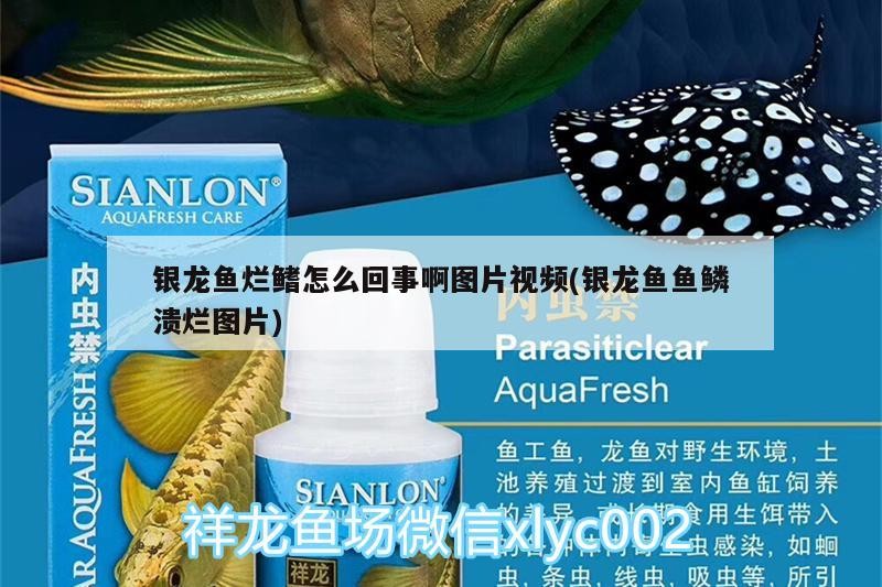 銀龍魚爛鰭怎么回事啊圖片視頻(銀龍魚魚鱗潰爛圖片)