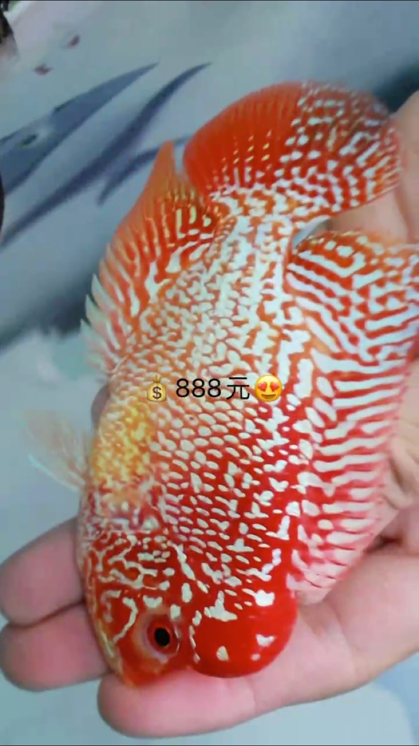 泰國精品古典火鳳凰系列 泰國精品古典火鳳凰系列 龍魚論壇