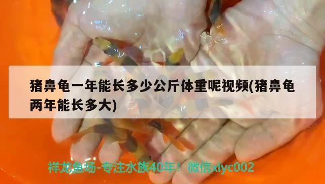 豬鼻龜一年能長多少公斤體重呢視頻(豬鼻龜兩年能長多大)