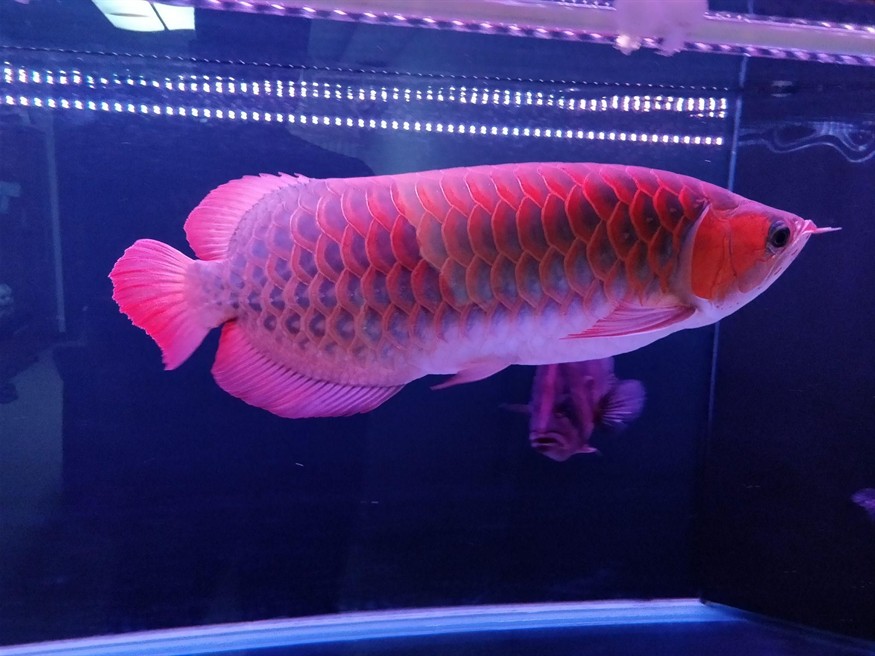 紅龍魚最貴多少錢一條啊：紅龍魚的最貴價格曾達(dá)500萬人民幣，但價格波動趨勢