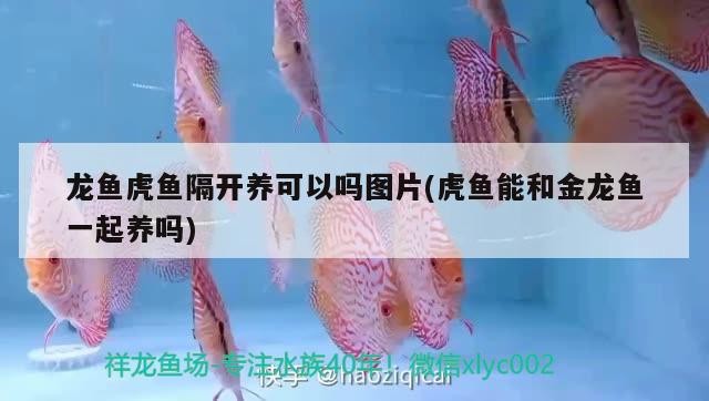 龍魚(yú)虎魚(yú)隔開(kāi)養(yǎng)可以嗎圖片(虎魚(yú)能和金龍魚(yú)一起養(yǎng)嗎)