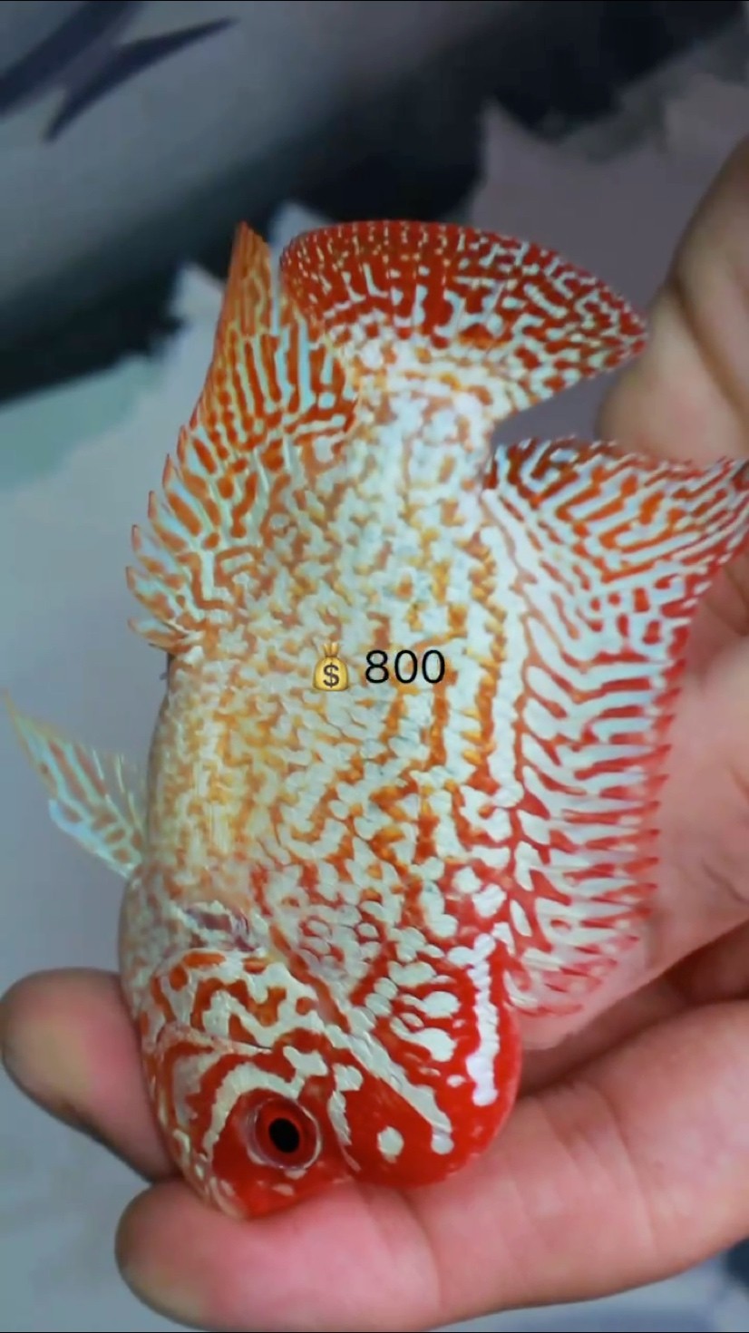 泰國金花鳳凰系列