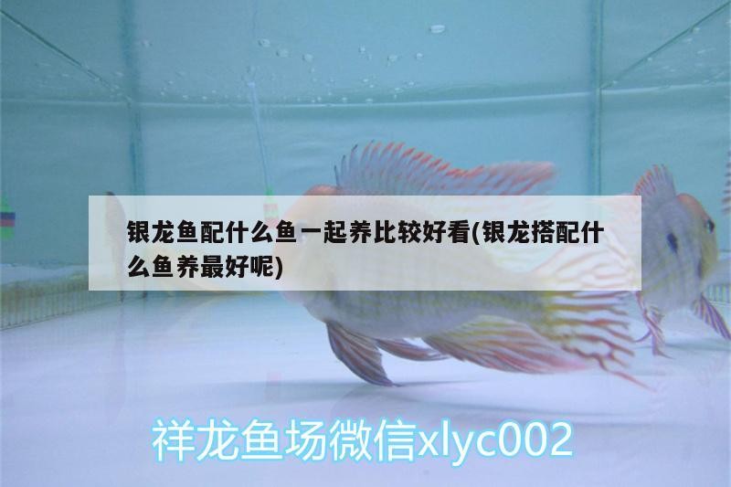 銀龍魚配什么魚一起養(yǎng)比較好看(銀龍搭配什么魚養(yǎng)最好呢)
