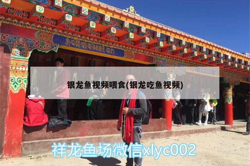 詳解一下紅龍魚的鎮(zhèn)宅功效,紅龍魚如何飼養(yǎng),紅龍魚有哪些品種 龍魚百科 第2張 詳解一下紅龍魚的鎮(zhèn)宅功效,紅龍魚如何飼養(yǎng),紅龍魚有哪些品種 詳解一下紅龍魚的鎮(zhèn)宅功效,紅龍魚如何飼養(yǎng),紅龍魚有哪些品種 龍魚百科 第2張