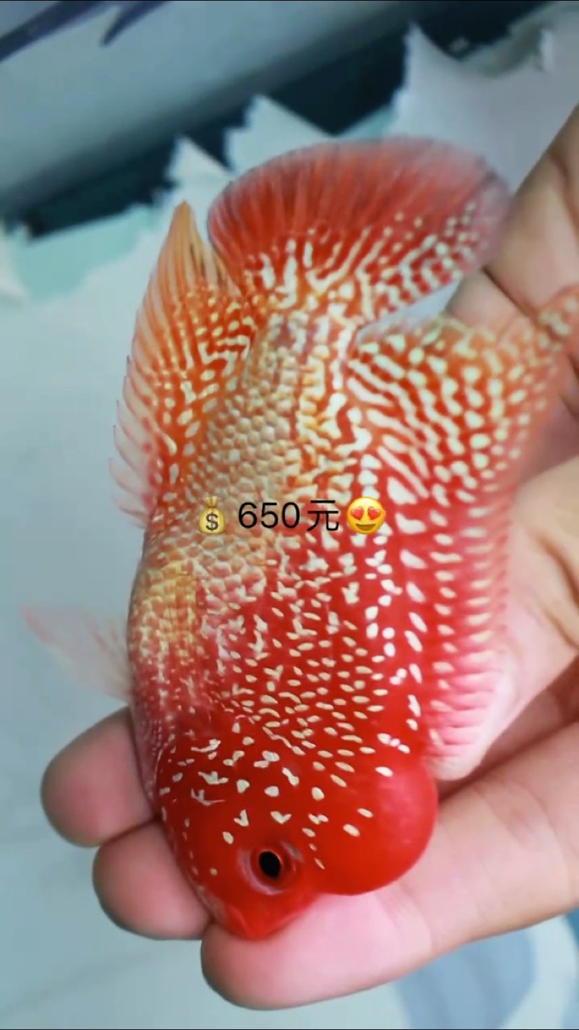 詳解一下紅龍魚的鎮(zhèn)宅功效,紅龍魚如何飼養(yǎng),紅龍魚有哪些品種 龍魚百科 第1張 詳解一下紅龍魚的鎮(zhèn)宅功效,紅龍魚如何飼養(yǎng),紅龍魚有哪些品種 詳解一下紅龍魚的鎮(zhèn)宅功效,紅龍魚如何飼養(yǎng),紅龍魚有哪些品種 龍魚百科 第1張