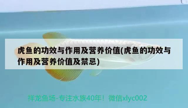 虎魚的功效與作用及營養價值(虎魚的功效與作用及營養價值及禁忌)