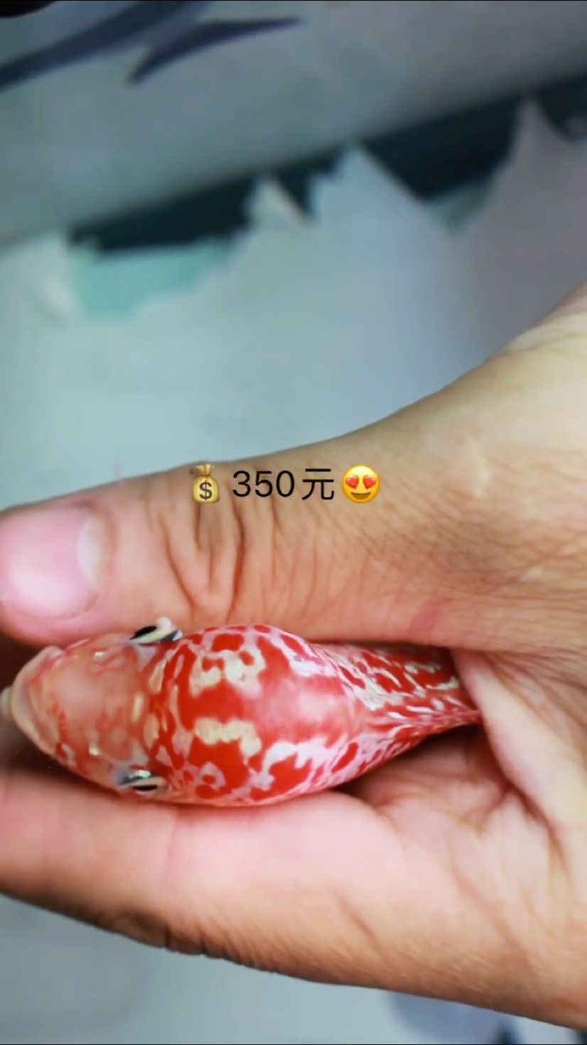泰國精品金花鳳凰系列