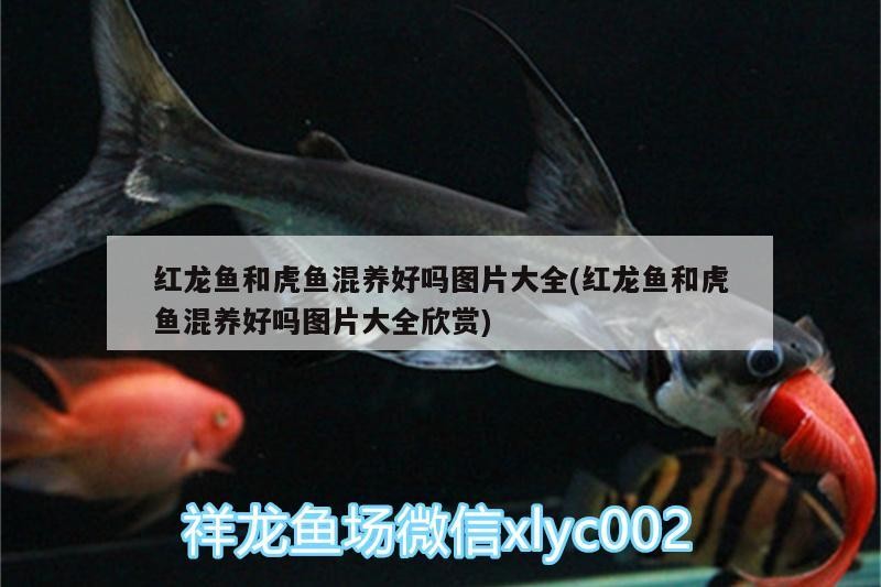 紅龍魚和虎魚混養好嗎圖片大全(紅龍魚和虎魚混養好嗎圖片大全欣賞)