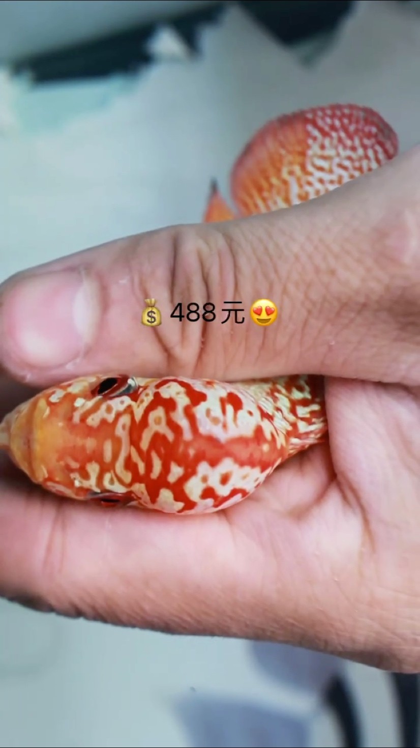 泰國(guó)精品金花火鳳凰