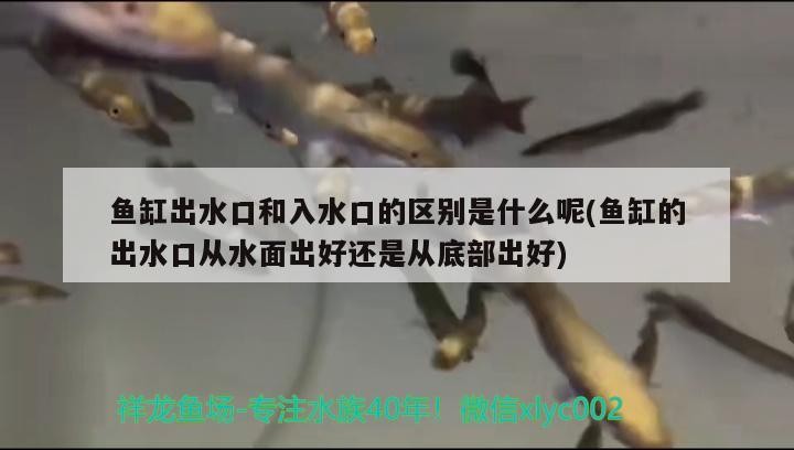 魚缸出水口和入水口的區別是什么呢(魚缸的出水口從水面出好還是從底部出好)