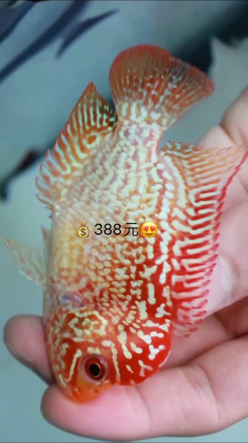 泰國精品金花GB 泰國精品金花GB 龍魚論壇