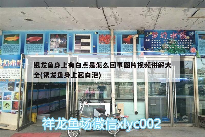 銀龍魚身上有白點(diǎn)是怎么回事圖片視頻講解大全(銀龍魚身上起白泡)